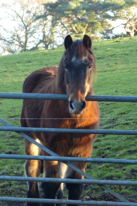 A photo of Charlie the pony standing in front of a metal gate in a field